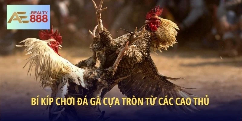 Bí kíp chơi Đá Gà Cựa Tròn từ các cao thủ