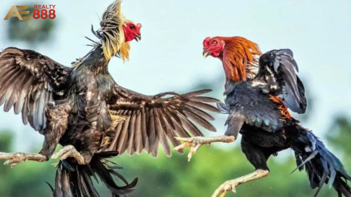 Bí quyết bắn gà đỉnh cao