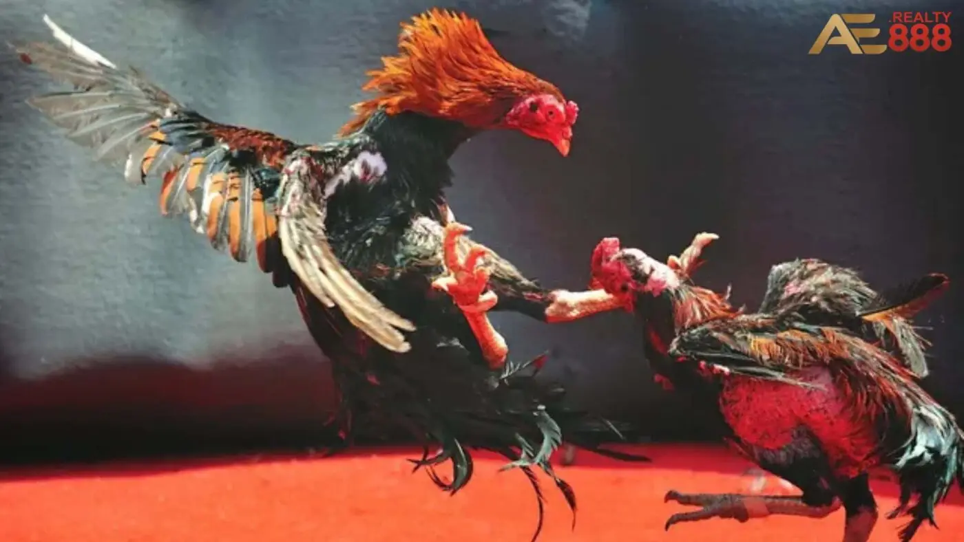 Đá gà cựa non tại AE888