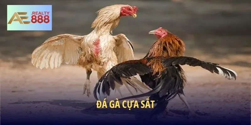 Đá Gà Cựa Sắt