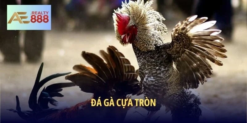 Đá Gà Cựa Tròn