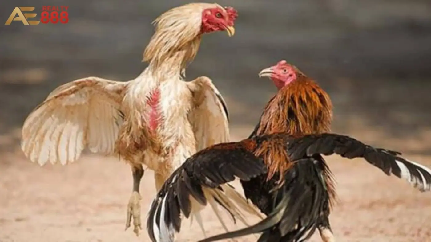 Trải nghiệm bắn gà hấp dẫn