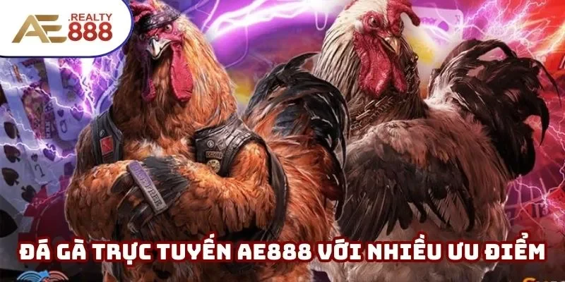 Thiên đường chọi kê với nhiều thế mạnh